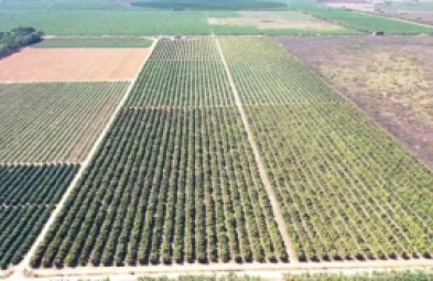 Fazenda para venda em Jaiba